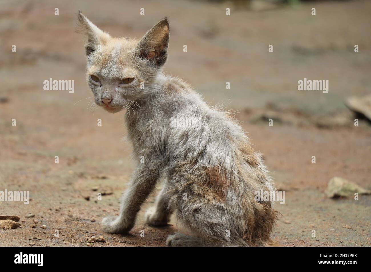 Petit chat avec peau infectée, Kitty avec perte de fourrure, maladies allergiques de peau chez les chats domestiques Banque D'Images