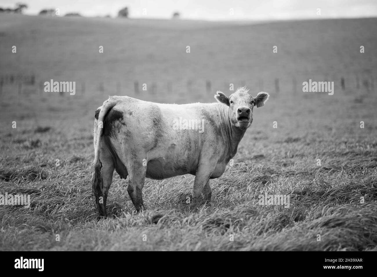 Gros plan des taureaux de bœuf et des vaches qui broutent sur l'herbe dans un champ, en Australie. Manger du foin et de l'ensilage. Les races incluent le parc de moucheches, murray Gray, angus Banque D'Images