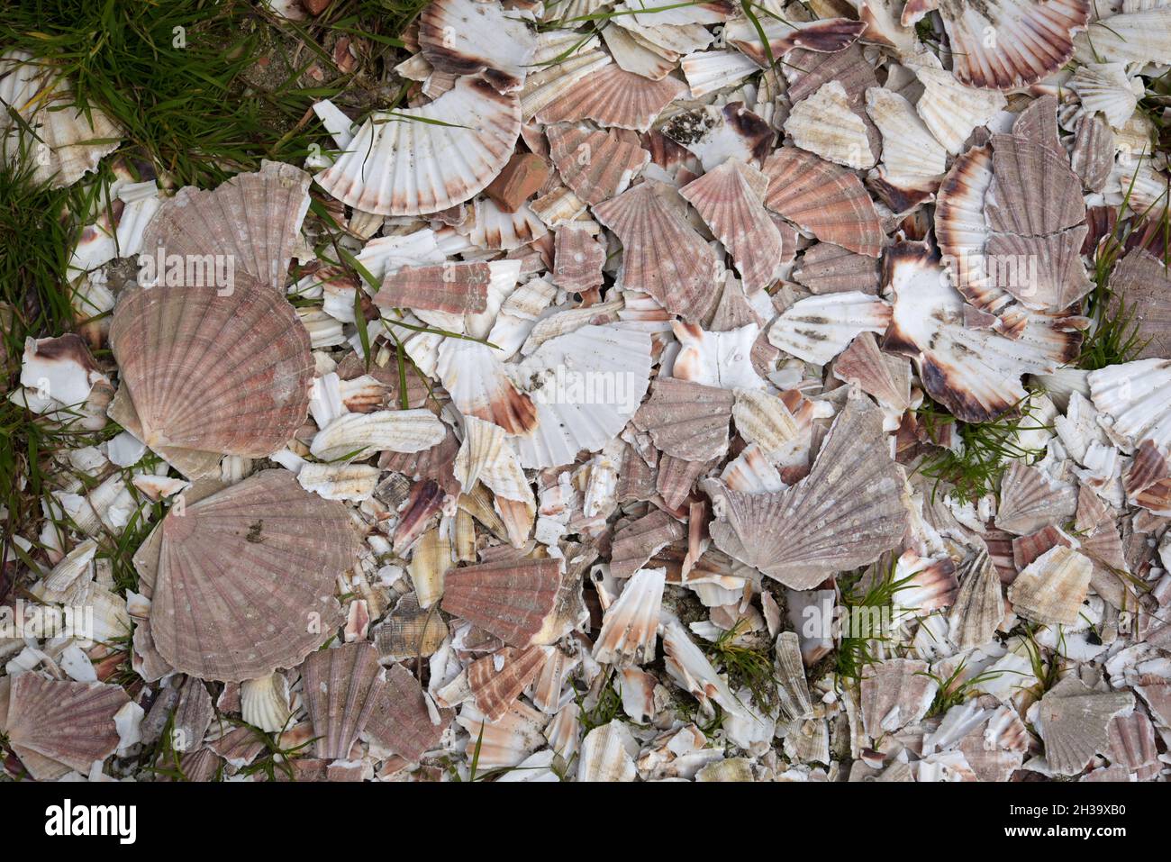 Royaume-Uni, Écosse, Orkney Island, Papa Westray, coquillages Banque D'Images