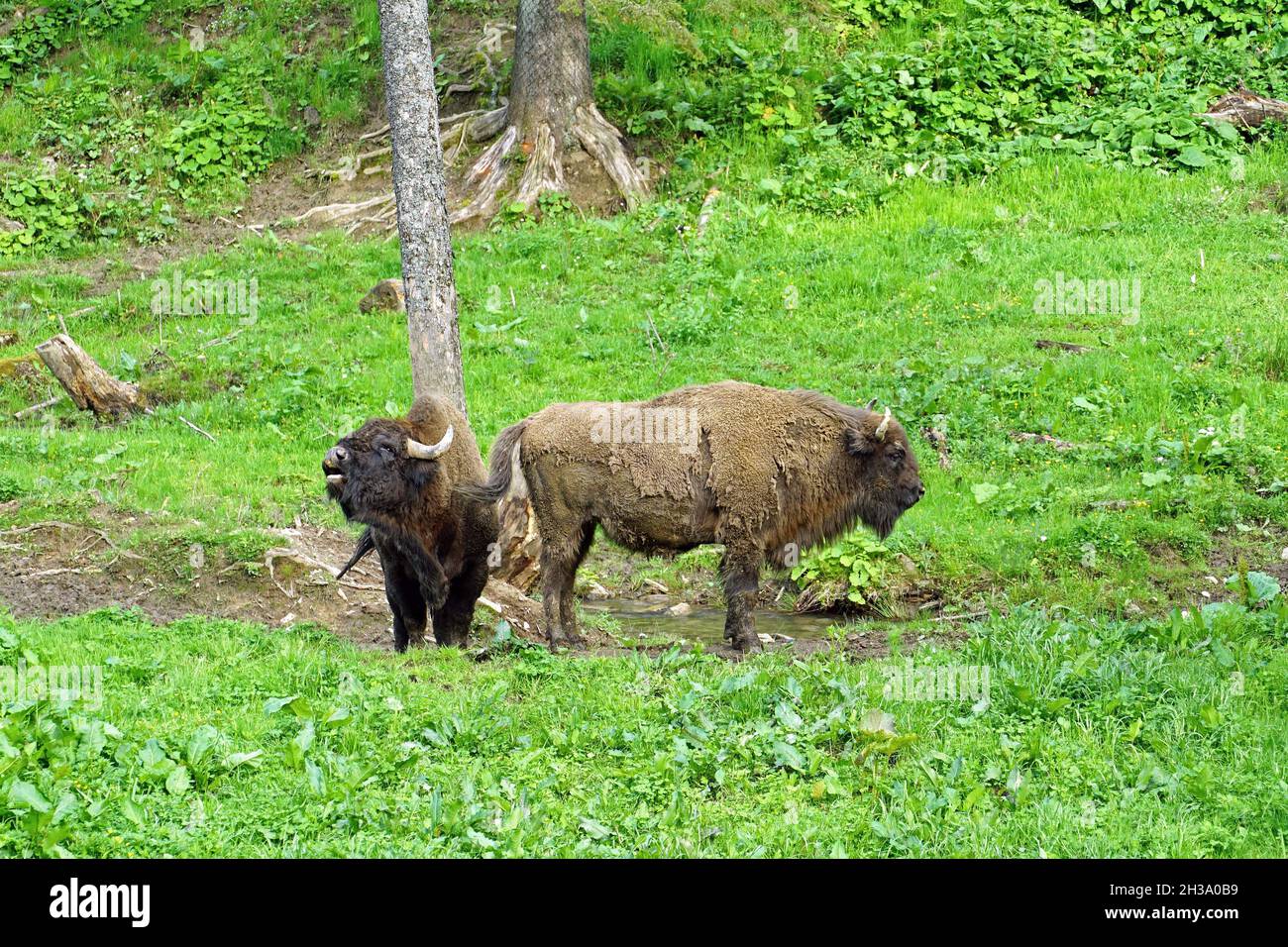 Couple de bisons européens dans le parc national de Bieszczady en Pologne Banque D'Images