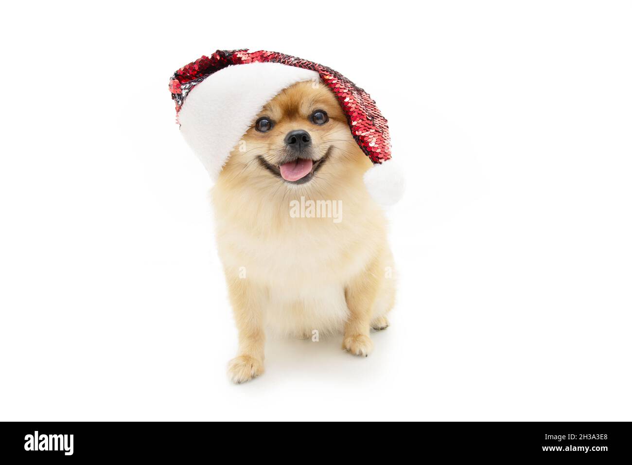 Portrait joie chien pomeranian célébrant noël faire un visage drôle portant un chapeau de père noël.Isolé sur fond blanc Banque D'Images