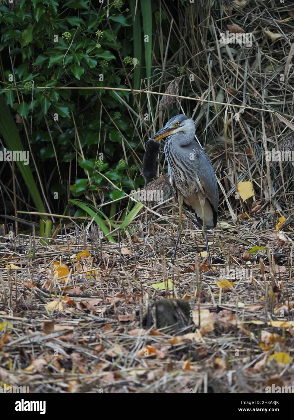 J'ai été très surpris d'observer la prise de héron et finalement manger une mole dans la portée d'un lit reedbed, il y avait de l'eau libre tout autour ! Banque D'Images