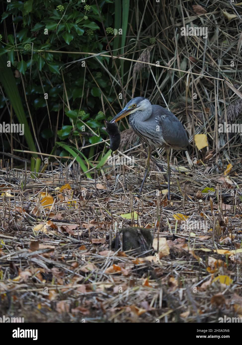 J'ai été très surpris d'observer la prise de héron et finalement manger une mole dans la portée d'un lit reedbed, il y avait de l'eau libre tout autour ! Banque D'Images
