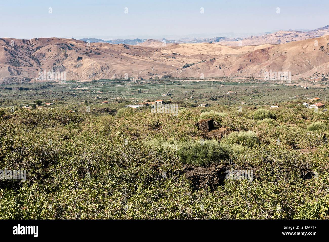 Vue sur les vergers de pistaches près de Bronte, Sicile, Italie Banque D'Images
