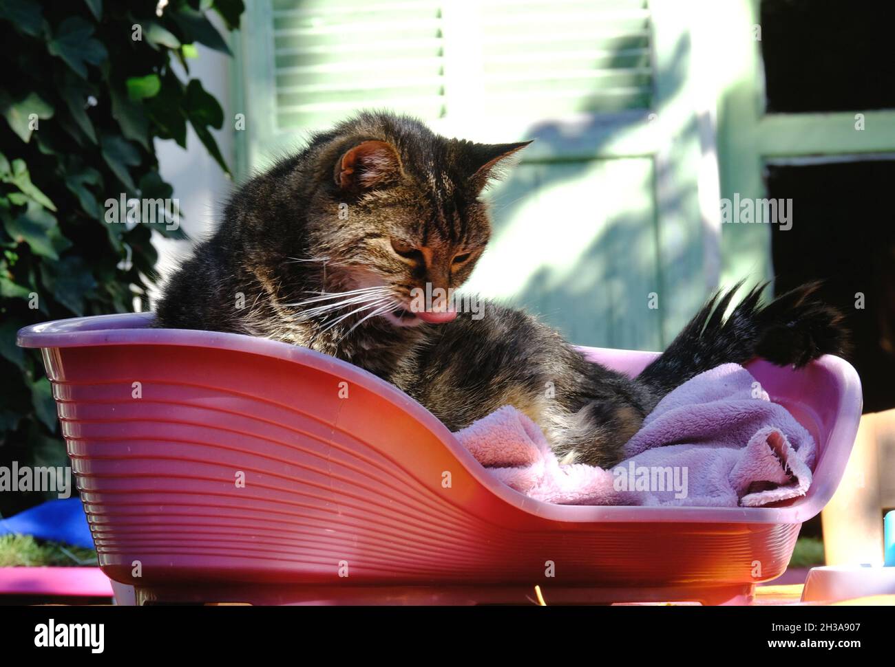 chat cannes