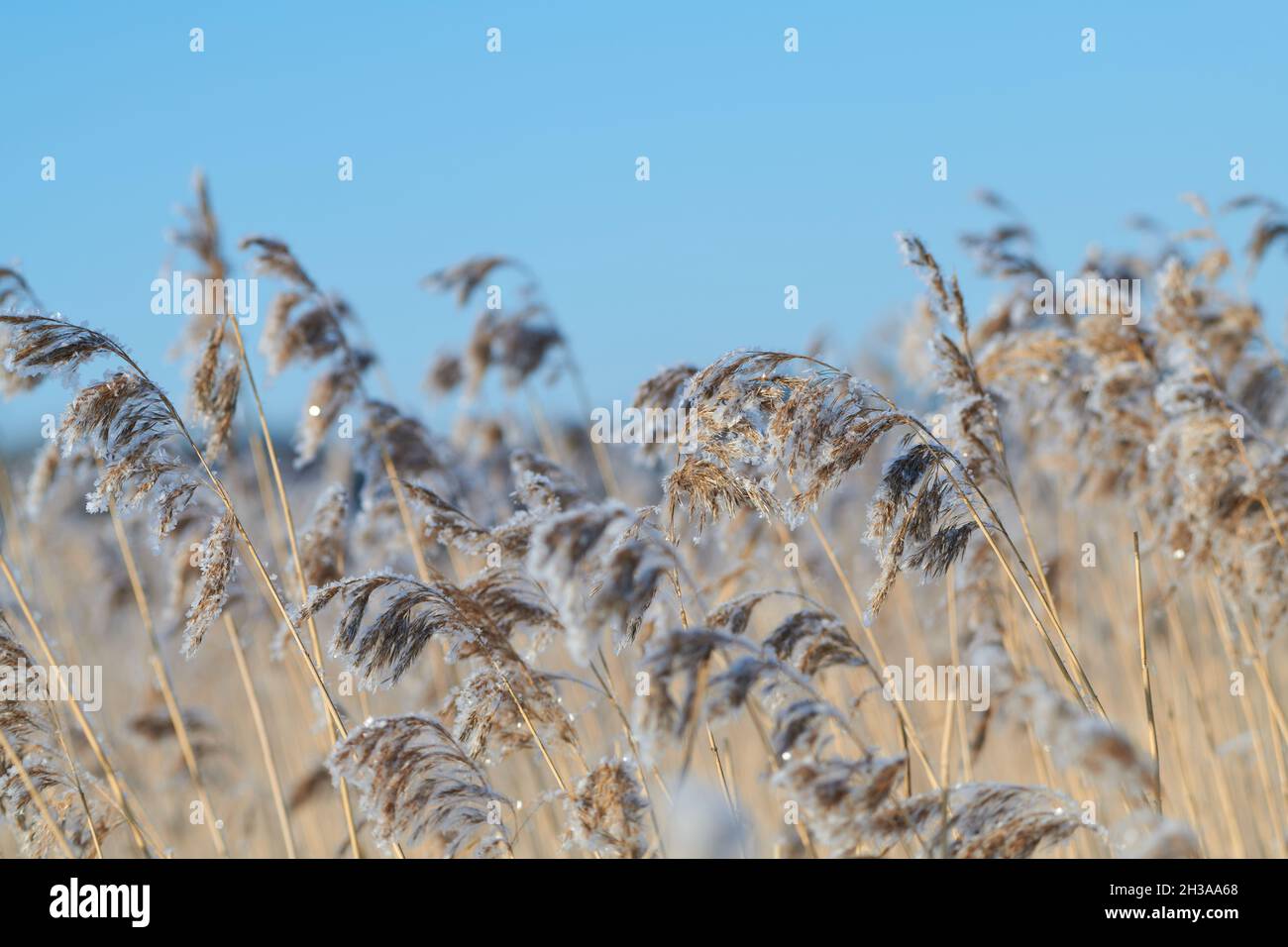 Roseaux congelés par temps froid d'hiver par temps clair à Espoo, Finlande. Banque D'Images