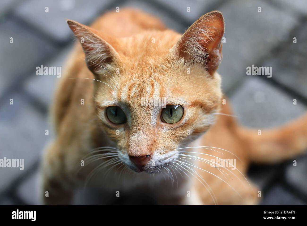 Une race locale de chat orange a été repérée près du temple Borobudur à Magelang, en Java central. Banque D'Images