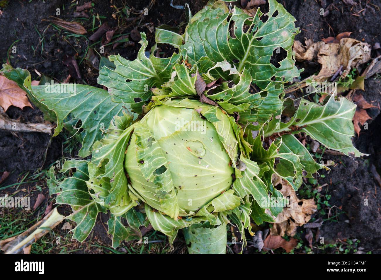 Chou mûr gâté par les insectes.Agriculture à domicile. Banque D'Images