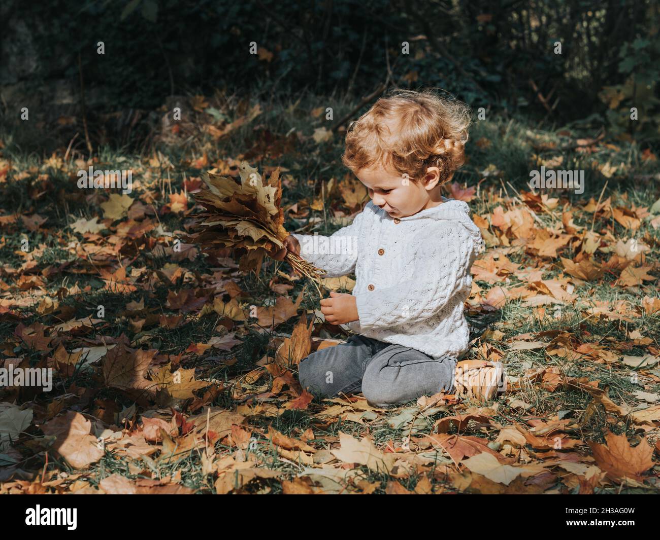 Un petit garçon mignon dans un parc d'automne tient un tas de feuilles d'érable variégées dans ses mains. Banque D'Images