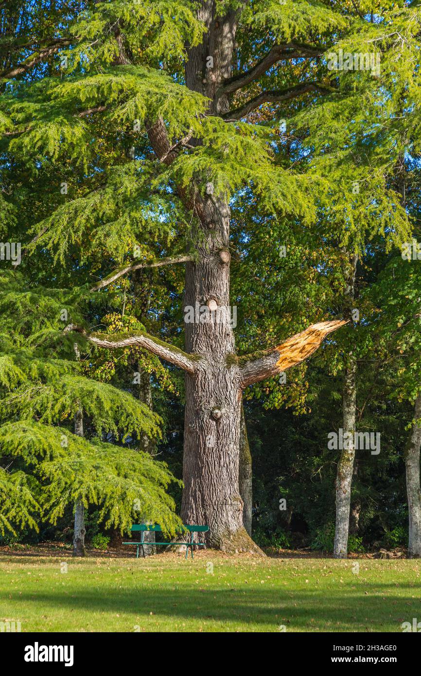 Grand sapin avec branche récemment brisée dans le parc du Château Azay-le-Ferron, Indre (36), France. Banque D'Images