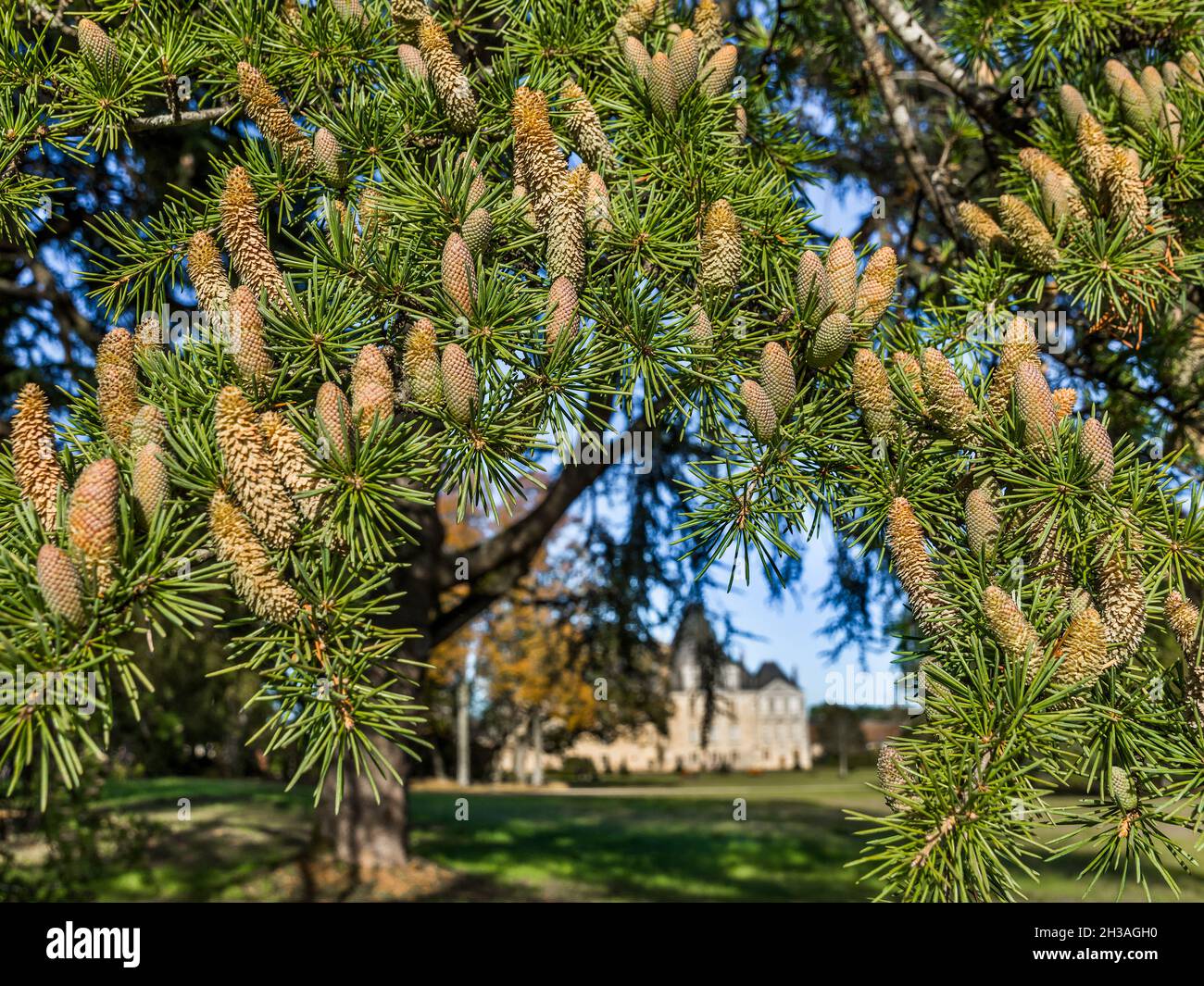 Branche de pins couverte de cônes dans le parc boisé du Château Azay-le-Ferron, Indre (36), France. Banque D'Images