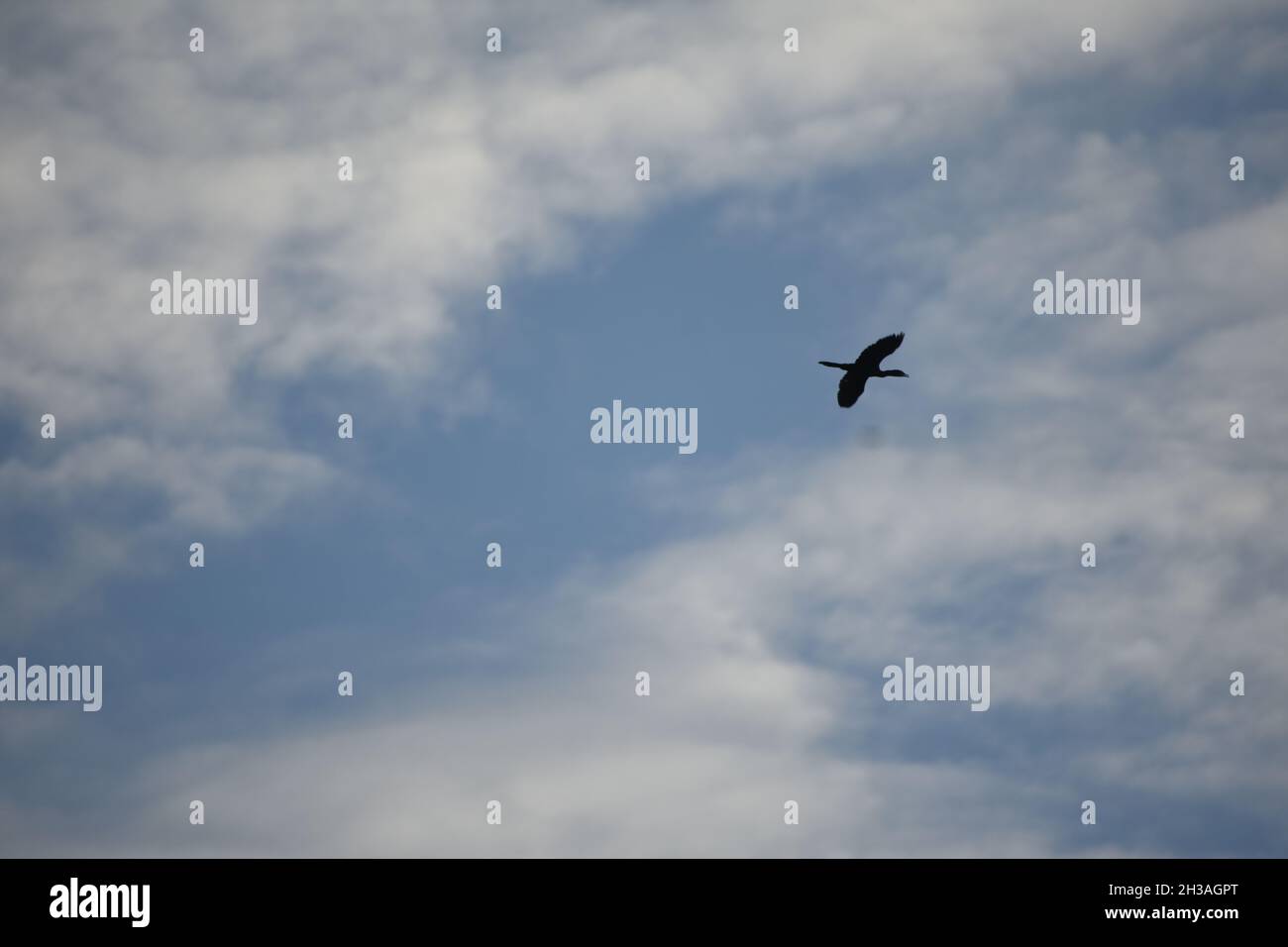 oiseau volant dans le ciel. Banque D'Images