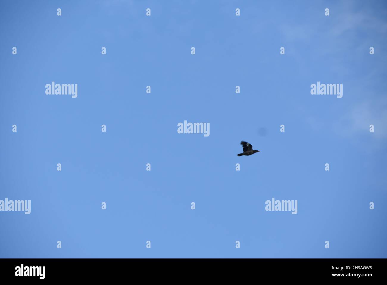 oiseau volant dans le ciel. Banque D'Images