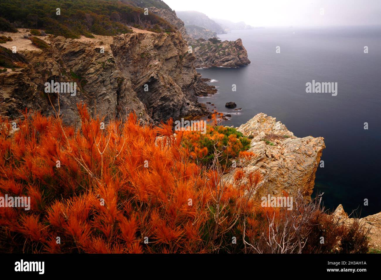 FRANCE.VAR (83) ÎLE DE PORQUEROLLES Banque D'Images