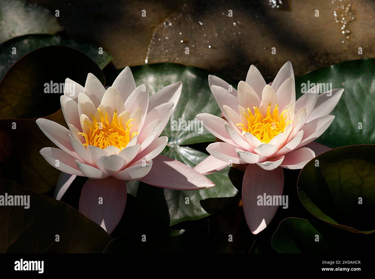 Nénuphars roses (Nymphaea Peach Glow) avec un arrière-plan flou e, peut être utilisé comme carte de vœux Banque D'Images