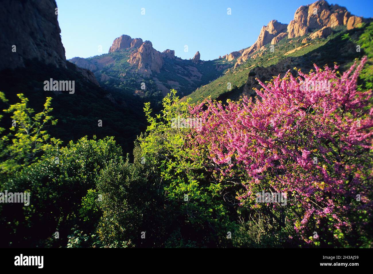 FRANCE.VAR (83) MASSIF DE L'ESTEREL.ROCHER DE SAINT-BARTHÉLEMY Banque D'Images