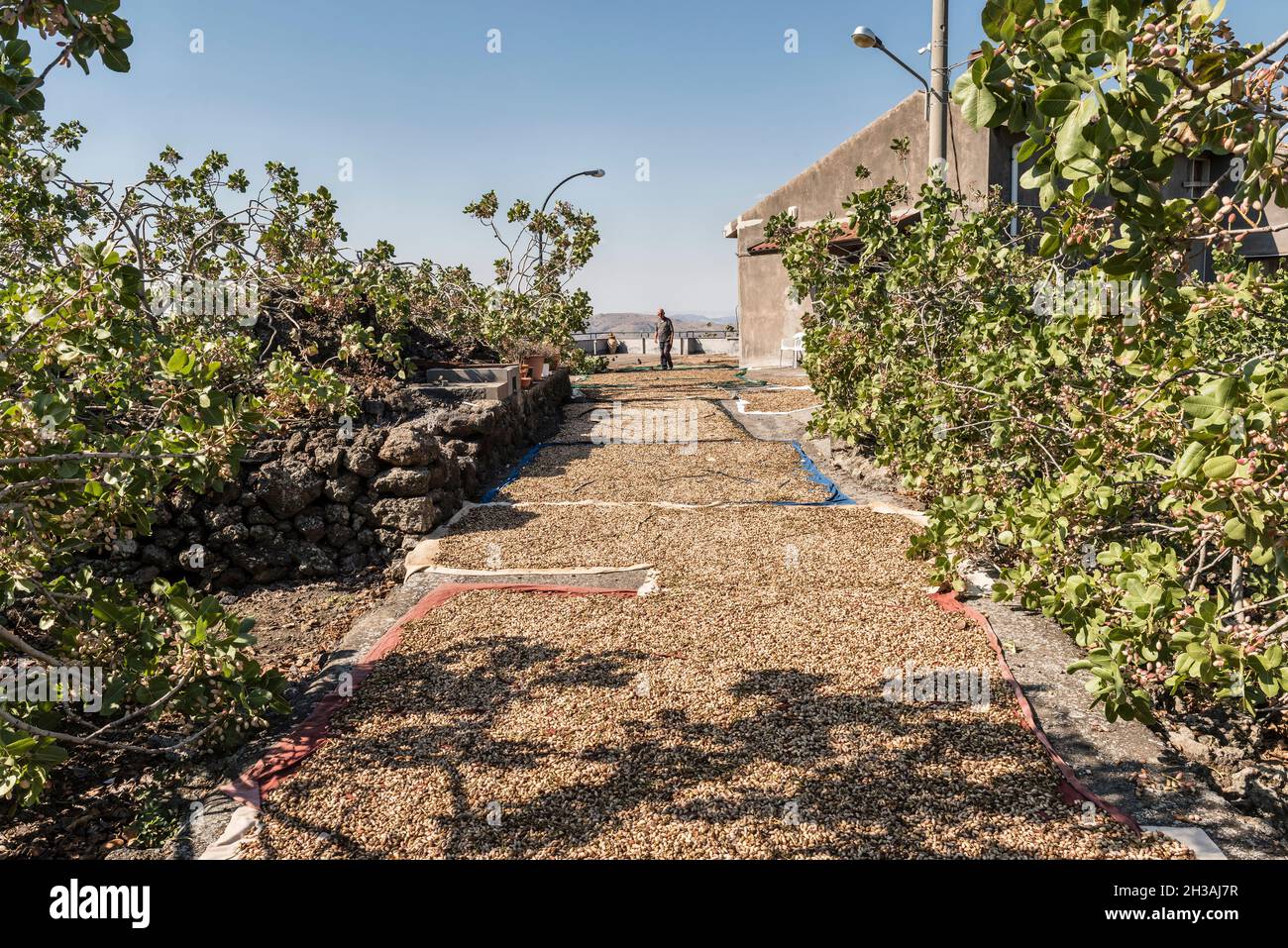Des pistaches fraîchement cueillies, posées au soleil, couvrent le chemin menant au chalet de l'agriculteur Banque D'Images