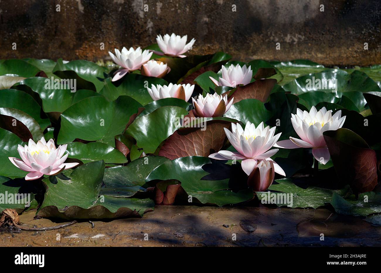 Nénuphars roses (Nymphaea Peach Glow) avec un arrière-plan flou e, peut être utilisé comme carte de vœux Banque D'Images