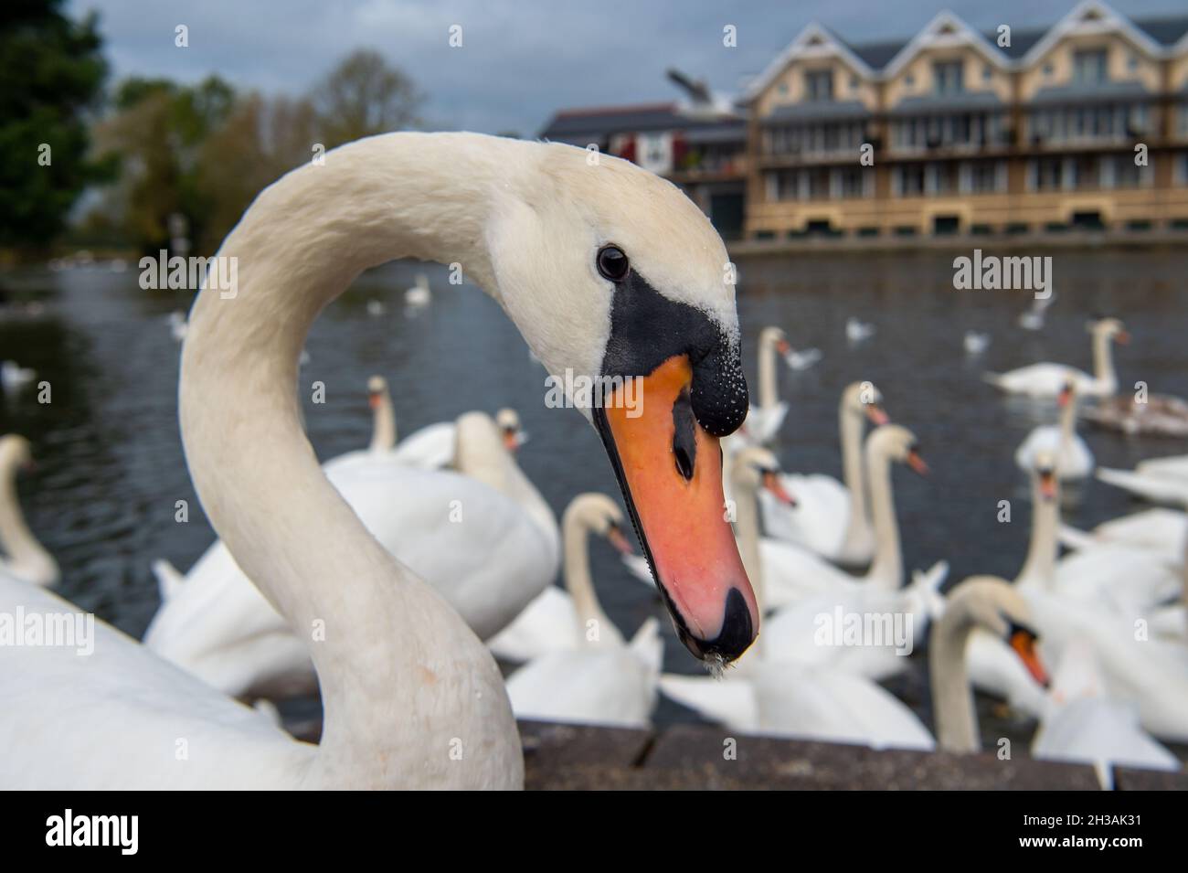 Windsor, Berkshire, Royaume-Uni.27 octobre 2021.Le troupeau de cygnes sur la Tamise à Windsor ce matin était très affamé car ils ont gratté pour obtenir des morceaux de pain de la part des habitants qui les nourrissaient.Heureusement, il y a au moins 20 nouveaux cygnets sur cette partie de la Tamise.Crédit : Maureen McLean/Alay Live News Banque D'Images