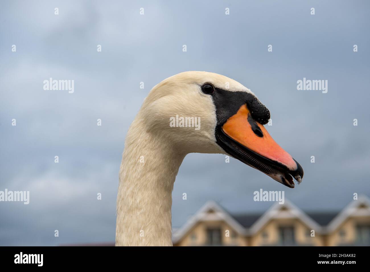 Windsor, Berkshire, Royaume-Uni.27 octobre 2021.Le troupeau de cygnes sur la Tamise à Windsor ce matin était très affamé car ils ont gratté pour obtenir des morceaux de pain de la part des habitants qui les nourrissaient.Heureusement, il y a au moins 20 nouveaux cygnets sur cette partie de la Tamise.Crédit : Maureen McLean/Alay Live News Banque D'Images