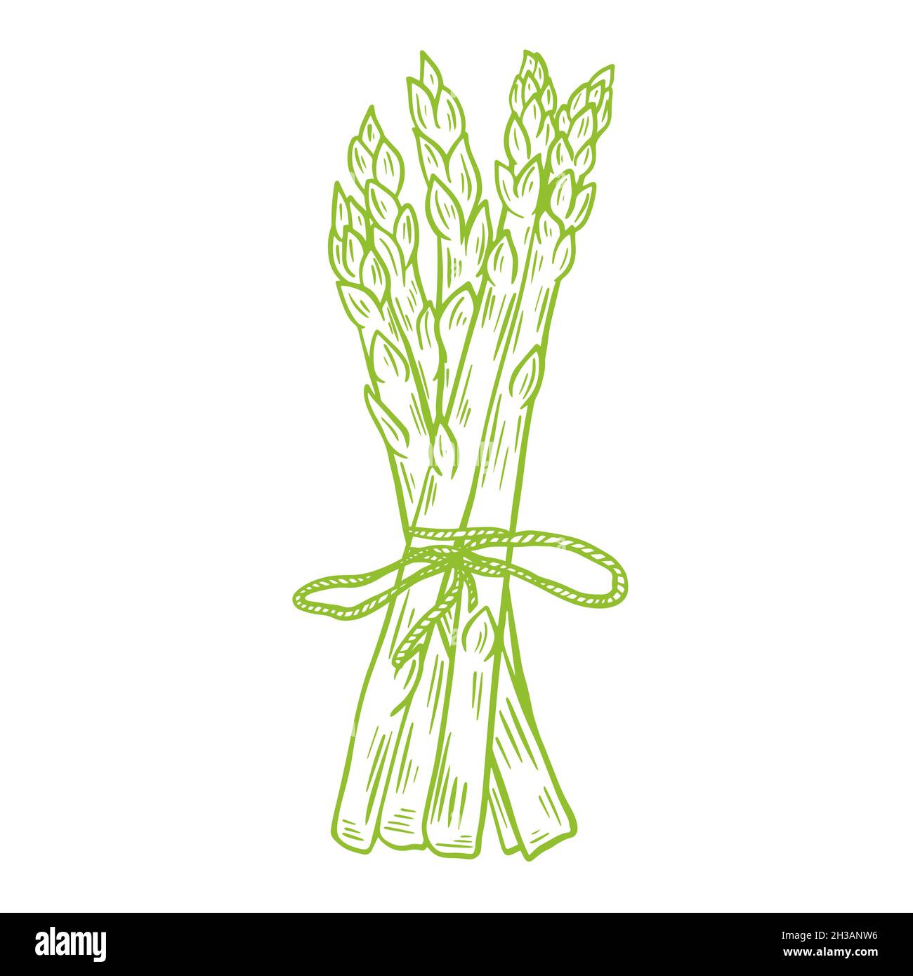 Bouquet d'asperges fraîches, dessin, illustration vectorielle.Aliments verts biologiques sains cultivés.Produit de style de vie sain.Gravure, vintage.Isoler Illustration de Vecteur