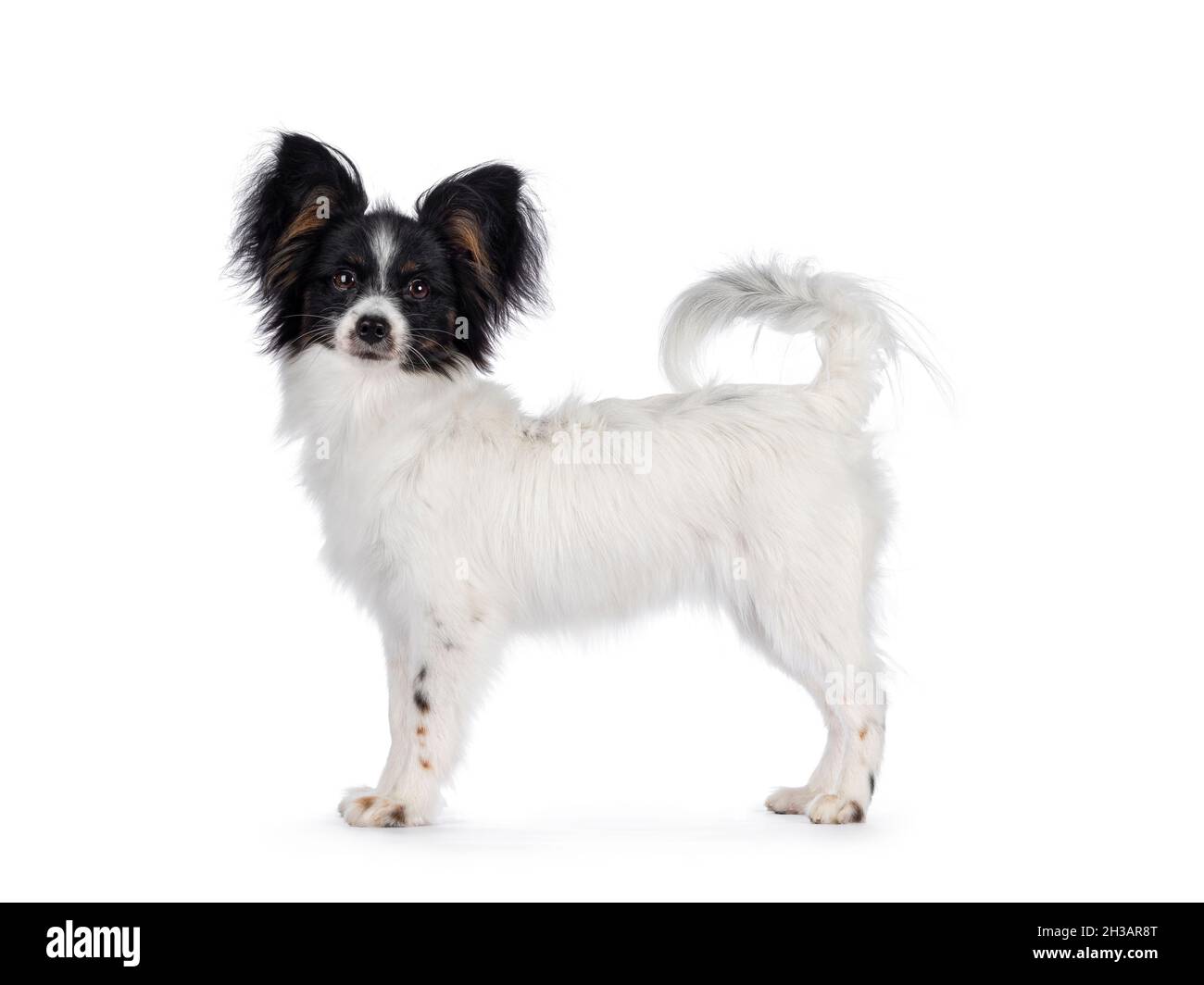 Epagneul Banque D Image Et Photos Alamy