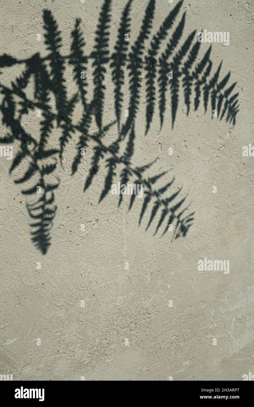 Fern feuilles ombre sur le mur de ciment gris comme arrière-plan créatif avec espace de copie Banque D'Images