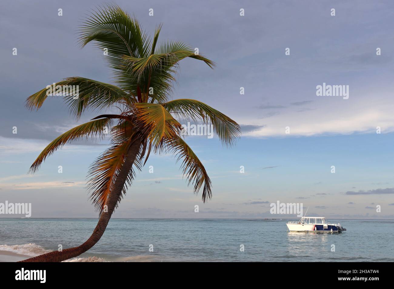 Palmiers à noix de coco sur fond de ciel et de mer le matin.Plage tropicale, vacances sur la côte paradisiaque Banque D'Images