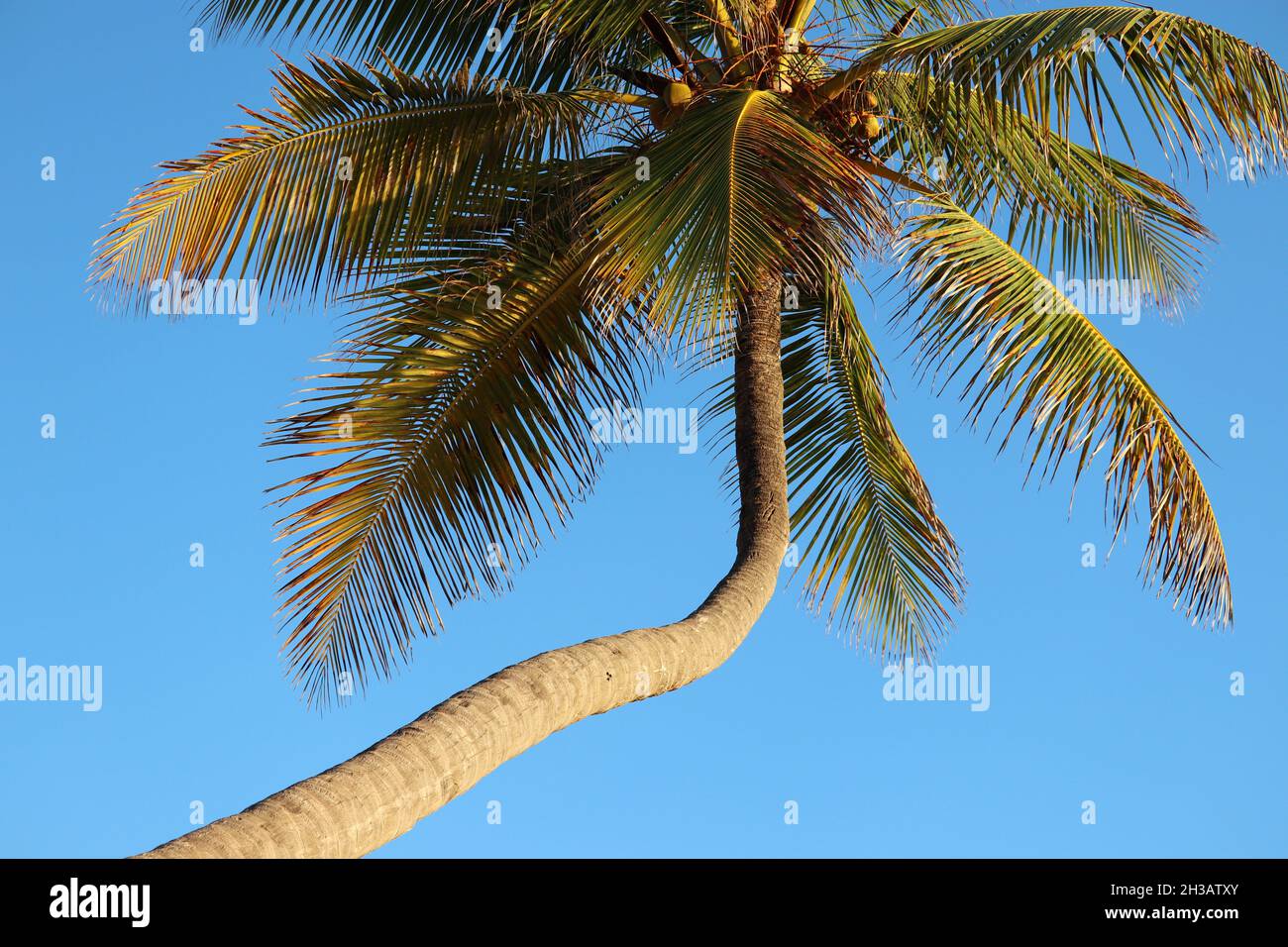 Noix de coco et noix de coco sur fond bleu clair.Arbre sur une plage tropicale Banque D'Images
