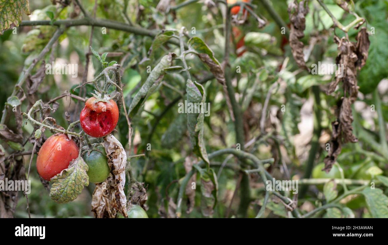 Maladies fongiques dangereuses des tomates, qui affecte les représentants de la nuit, surtout