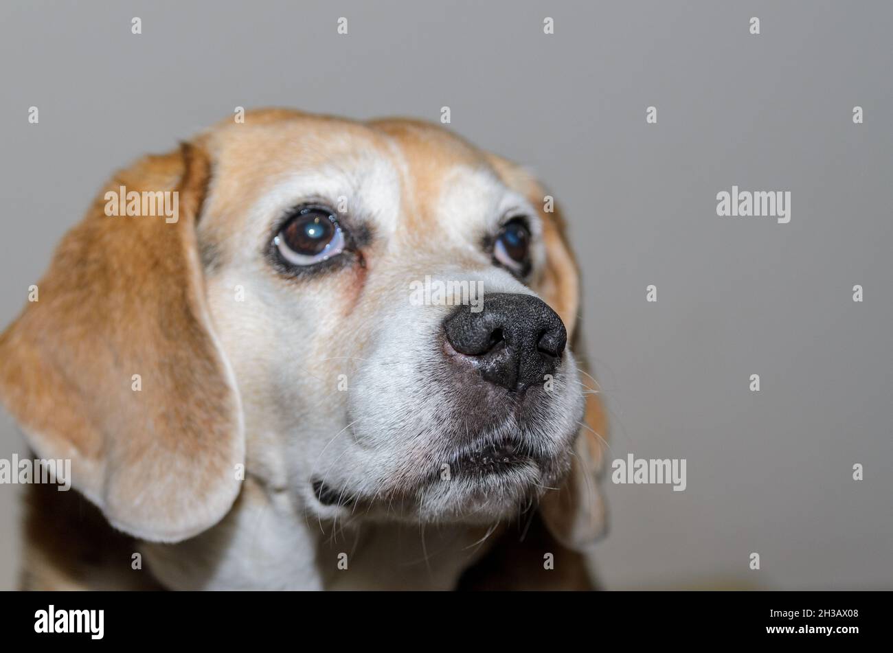 vieux chien beagle regardant l'appareil photo Banque D'Images