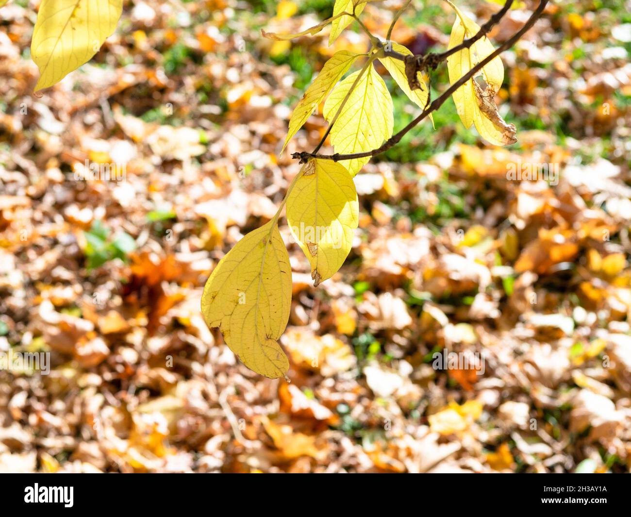 les feuilles jaunes d'érable à frêne se rapprochent des feuilles mortes le jour de l'automne Banque D'Images