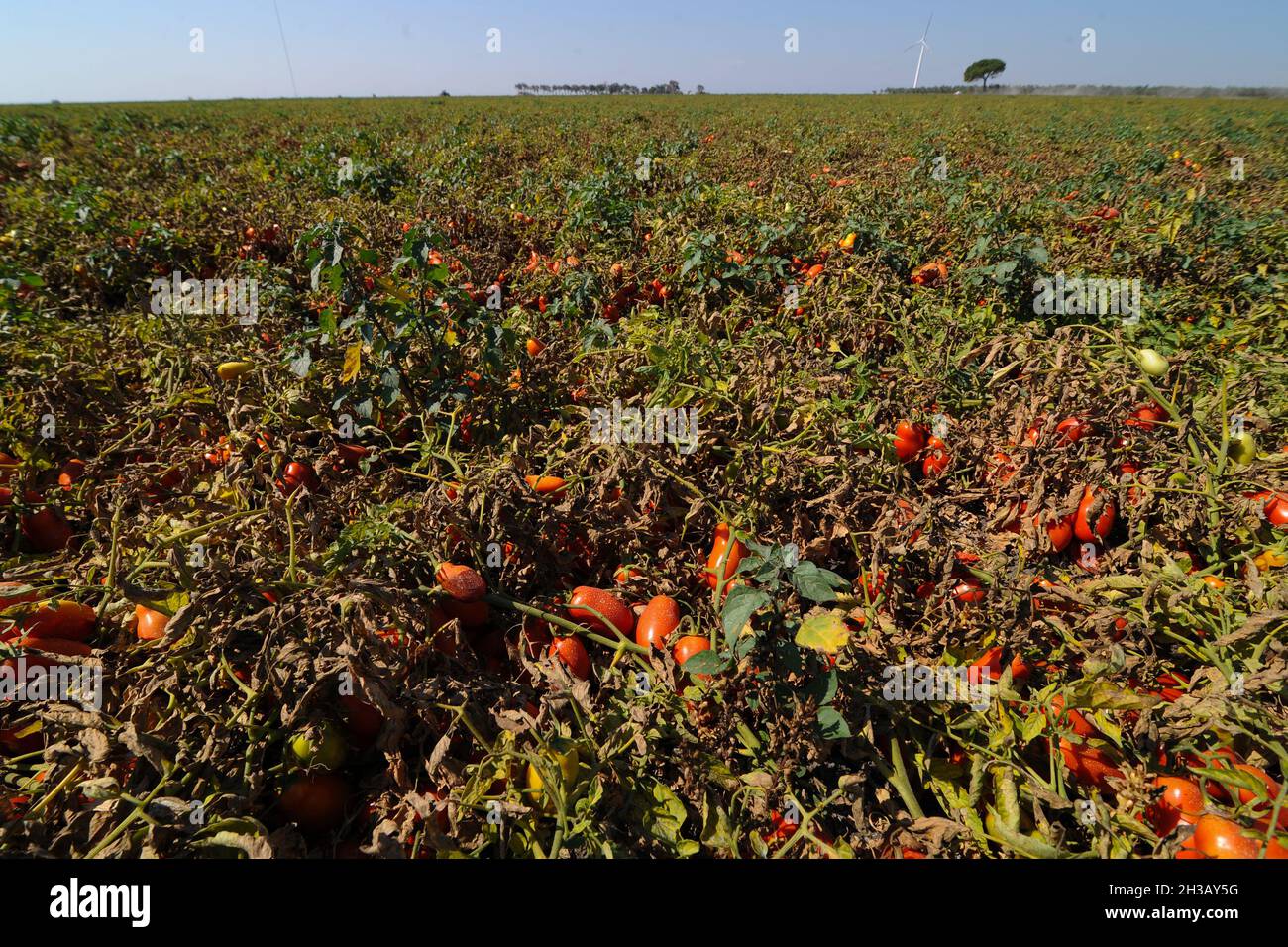 San Severo di Foggia, août 30,2016 - récolte de tomates dans les champs de la Tavollière delle Puglie - Italie - photo de Nicola Ianuale Banque D'Images