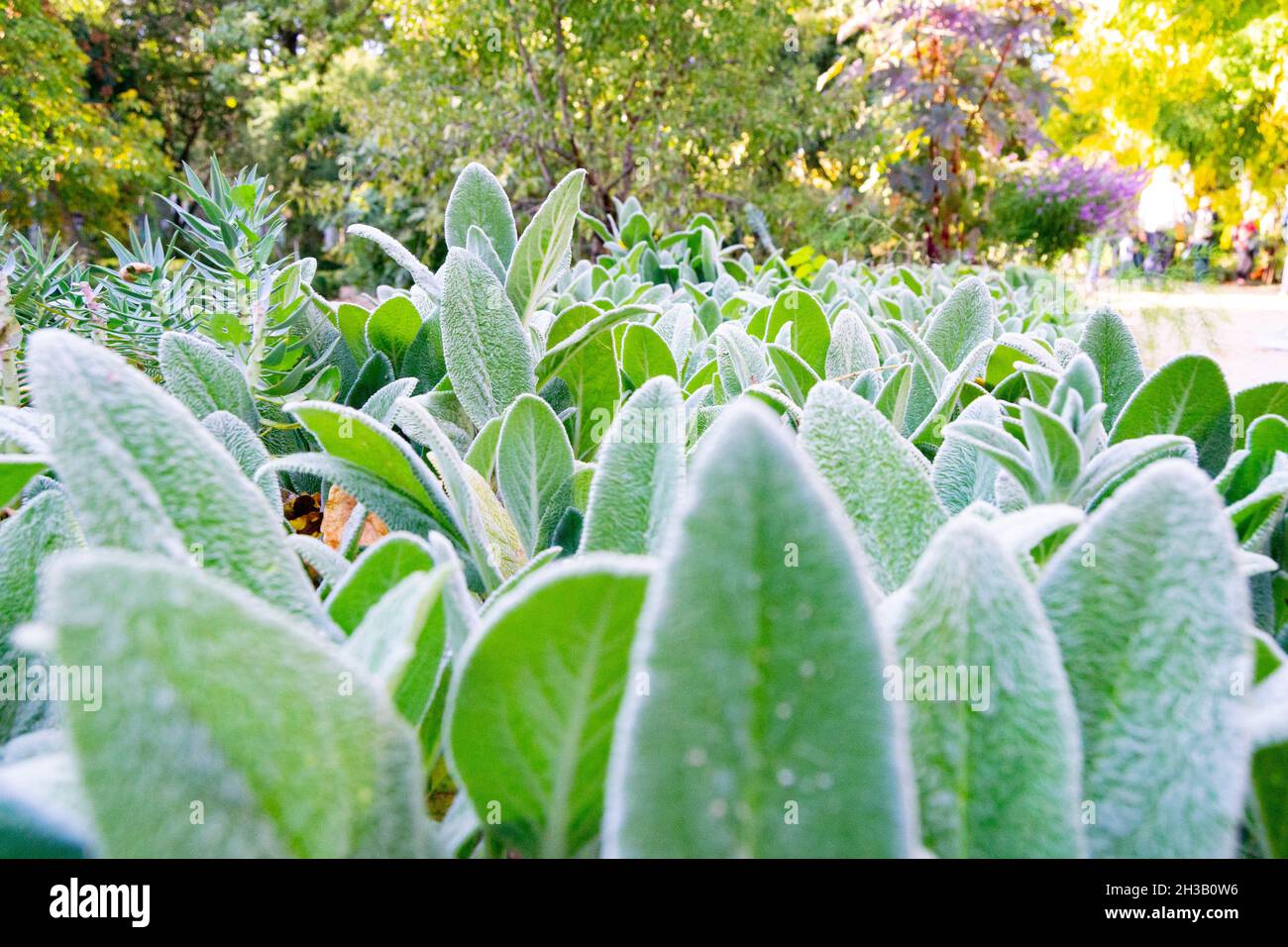 Plantes vertes à poils blancs donnant une sensation de froid, dans le vrai Jardín Botánico de Madrid, en Espagne.Europe.Photographie horizontale. Banque D'Images