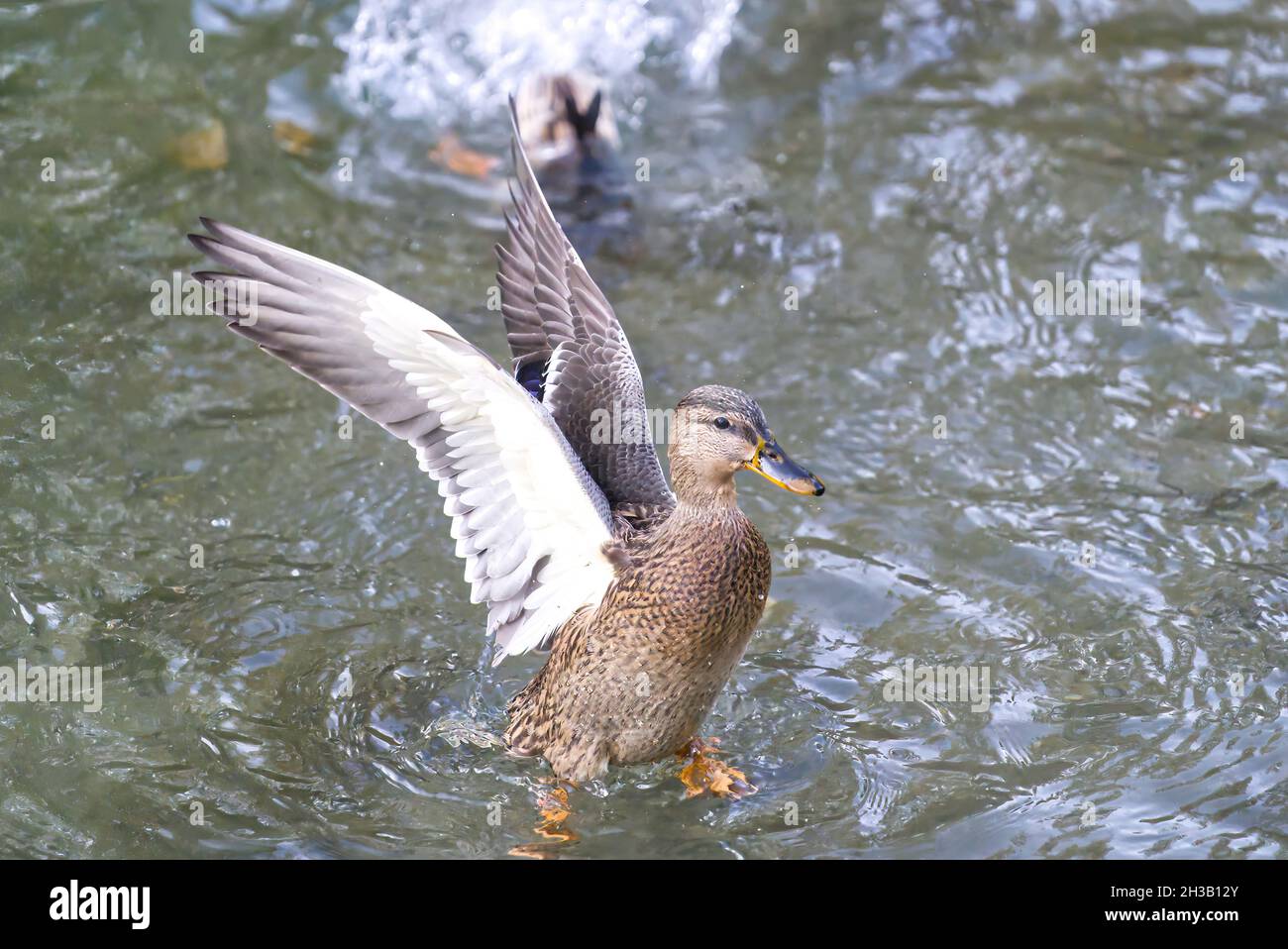 Canard colvert volant - atterrissage dans son environnement naturel sur un lac. Banque D'Images