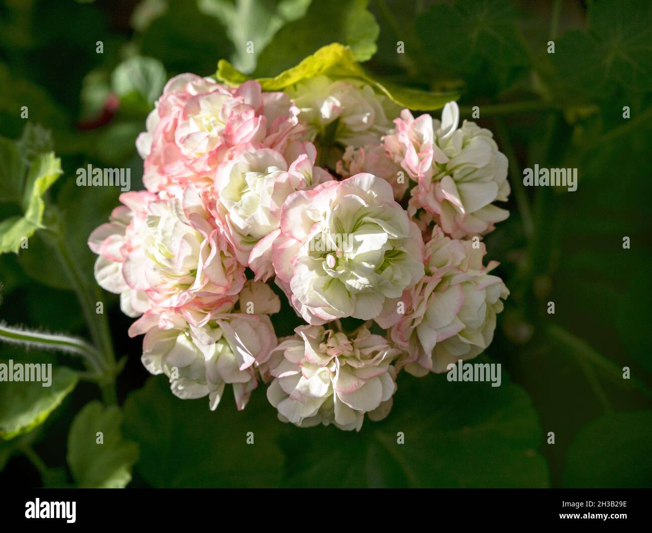 Grappe de fleurs de géranium de Pelargonium, variété Appleblossom Rosebud Banque D'Images