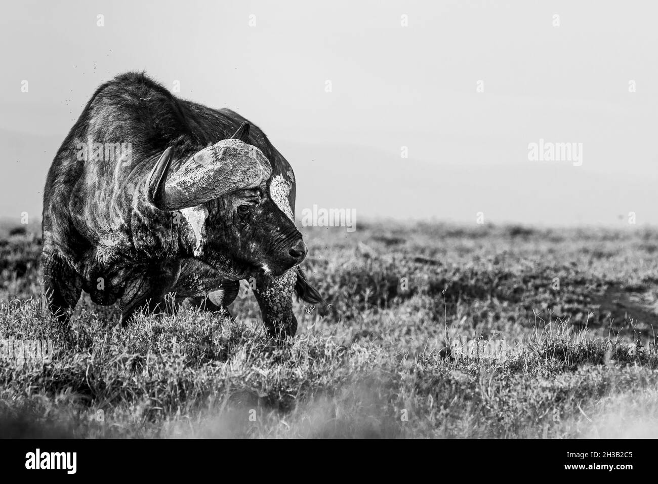 Buffle du cap africain debout sur le terrain Banque D'Images