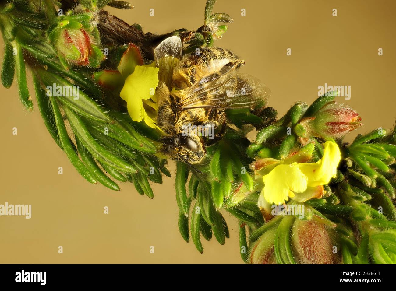 Vue macro de l'abeille occidentale (APIs mellifera) sur tige de fleur de Guinée soyeuse (Hibbertia sericea), Australie méridionale Banque D'Images