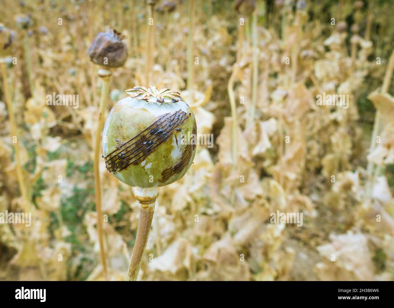 Plante de pavot en Uruzghan (Afghanistan) Banque D'Images