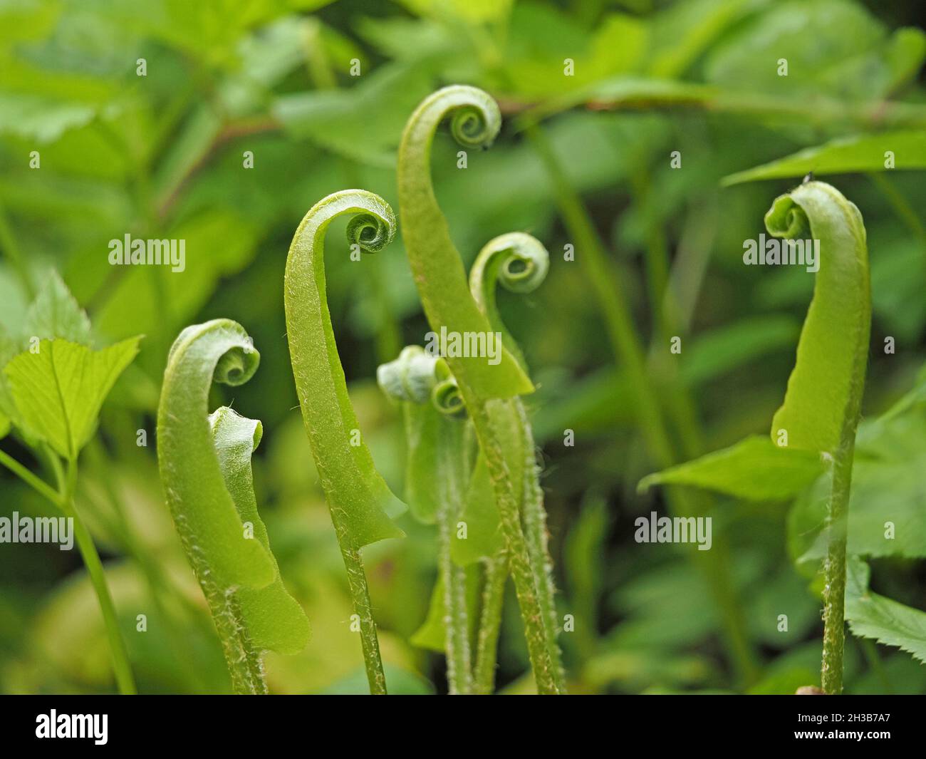 Les frondes émergeantes (têtes de violon) de la fougères de langue de Hart (Asplenium scolopendrium) créent une scène surréaliste de têtes de conversation Cumbria, Angleterre, Royaume-Uni Banque D'Images