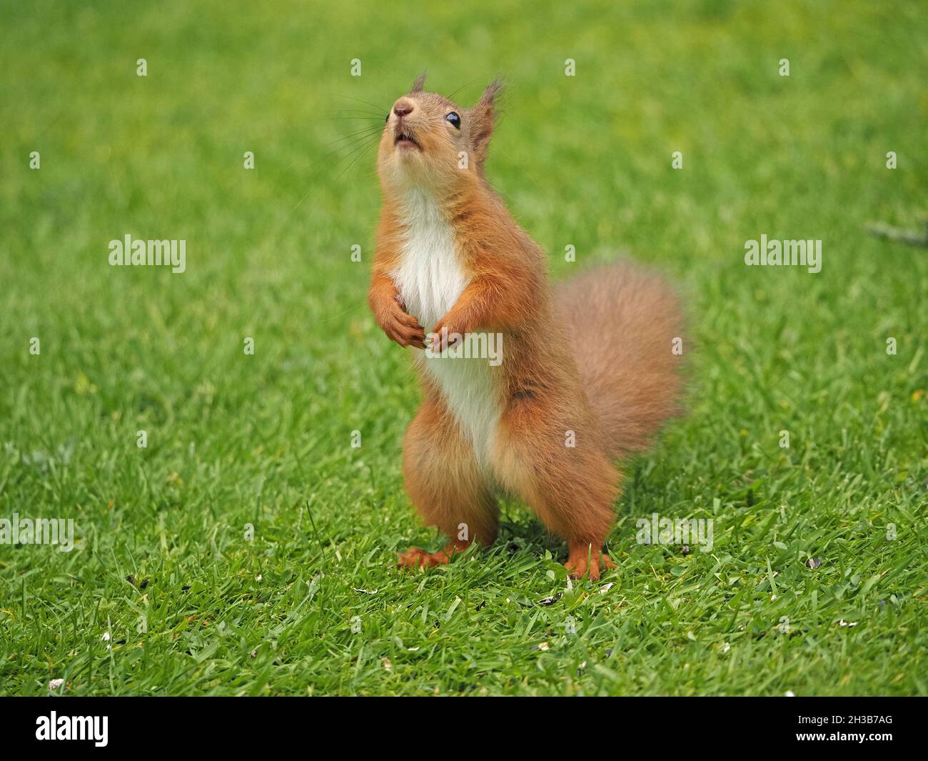 Mignon jeune tenue Red Squirrel (Sciurus vulgaris) avec fourrure blanche sur le dessous debout sur les pieds arrière et regardant vers le ciel à Cumbria, Angleterre, Royaume-Uni Banque D'Images
