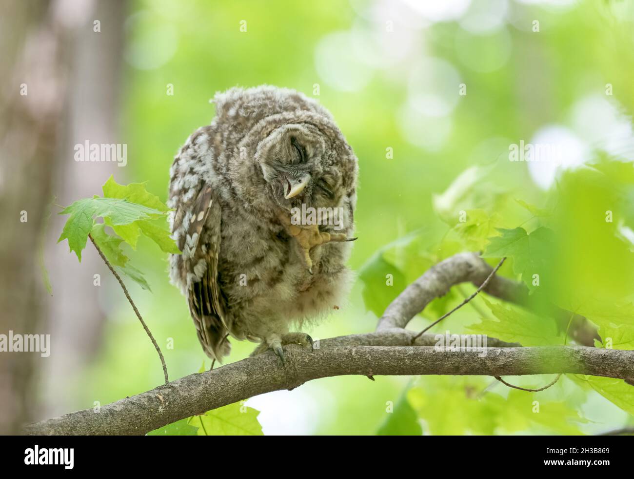 Bébé hibou barré rayant une démangeaison avec son pied Banque D'Images