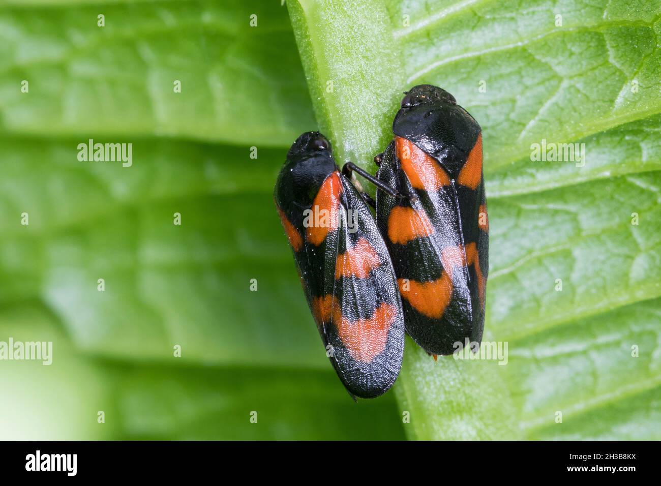 Blutzikade, Paarung, Kopula, Kopulation, Paar,Pärchen, Blut-Zikade, Rotschwarze Schaumzikade, Zikade, Cercomis vulnerata,Cercoillis sanguinea, rouge-et Banque D'Images