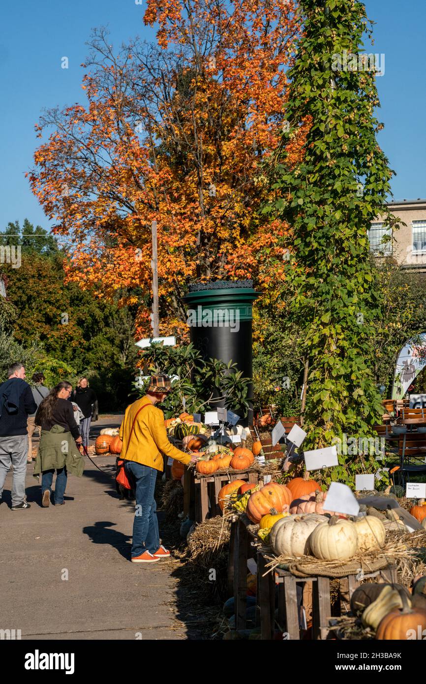 Kürbisausstellung in der Baumschule Späth , Kürbisse, Speisekürbisse, Pumpkins, Hofladen,Herbst, Oktober 2021, Treptow, Berlin Banque D'Images