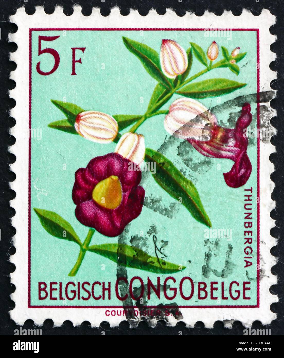 CONGO BELGE - VERS 1952 : un timbre imprimé au Congo belge montre Thunbergia, plante à fleurs, vers 1952 Banque D'Images