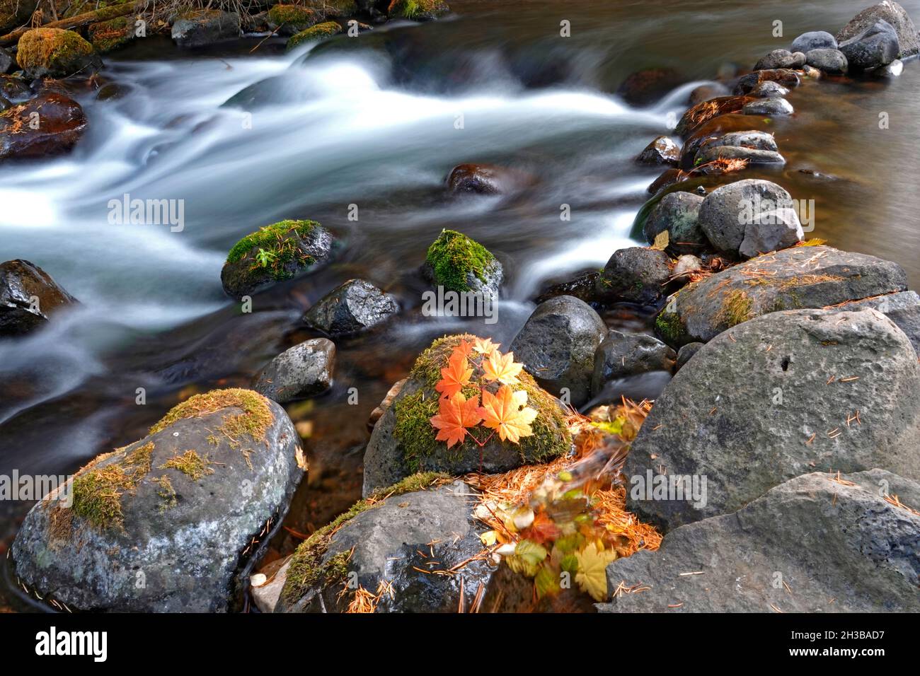 Feuilles d'érable de vigne couchant au bord d'un ruisseau de montagne en octobre, dans les montagnes Cascade du centre de l'Oregon. Banque D'Images