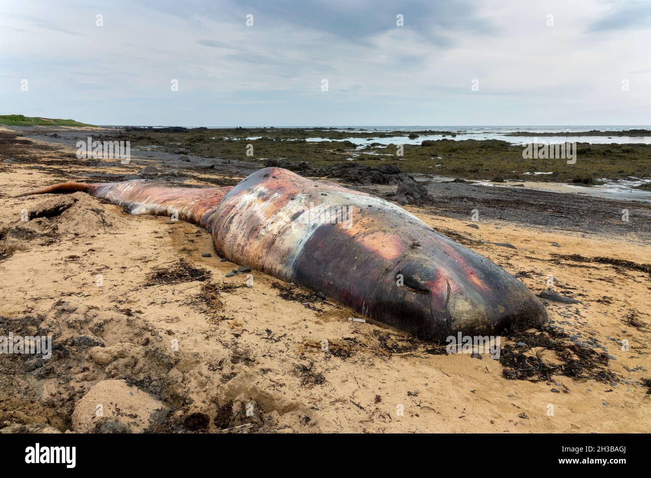 Cachalot mort de sperme (cachalot) échouée sur le sable sur la plage de Ytri Tunga, sur la péninsule de Snaefellsness, en Islande Banque D'Images