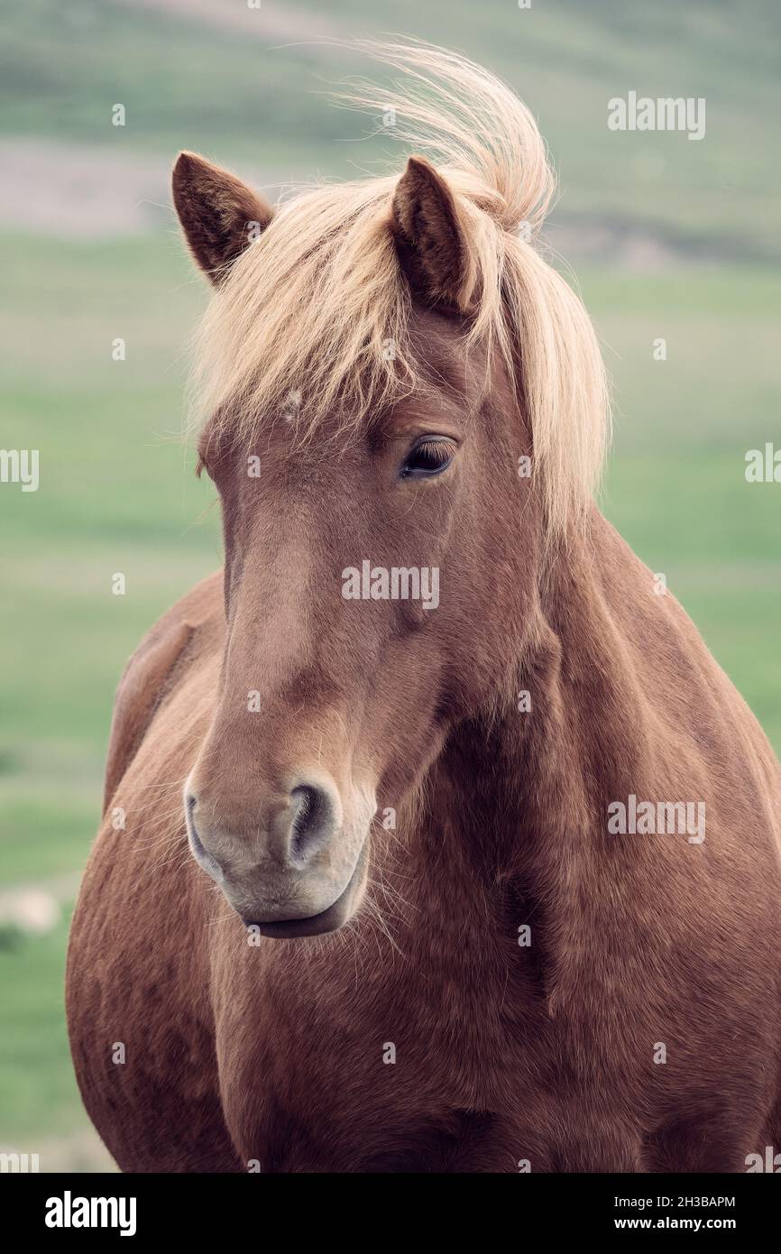 Gros plan d'un beau cheval islandais brun, l'Islande Banque D'Images