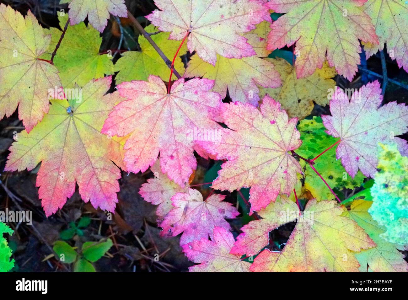 Les feuilles d'érable de vigne se transforment en rouge et en or en octobre dans les montagnes Cascade du centre de l'Oregon. Banque D'Images