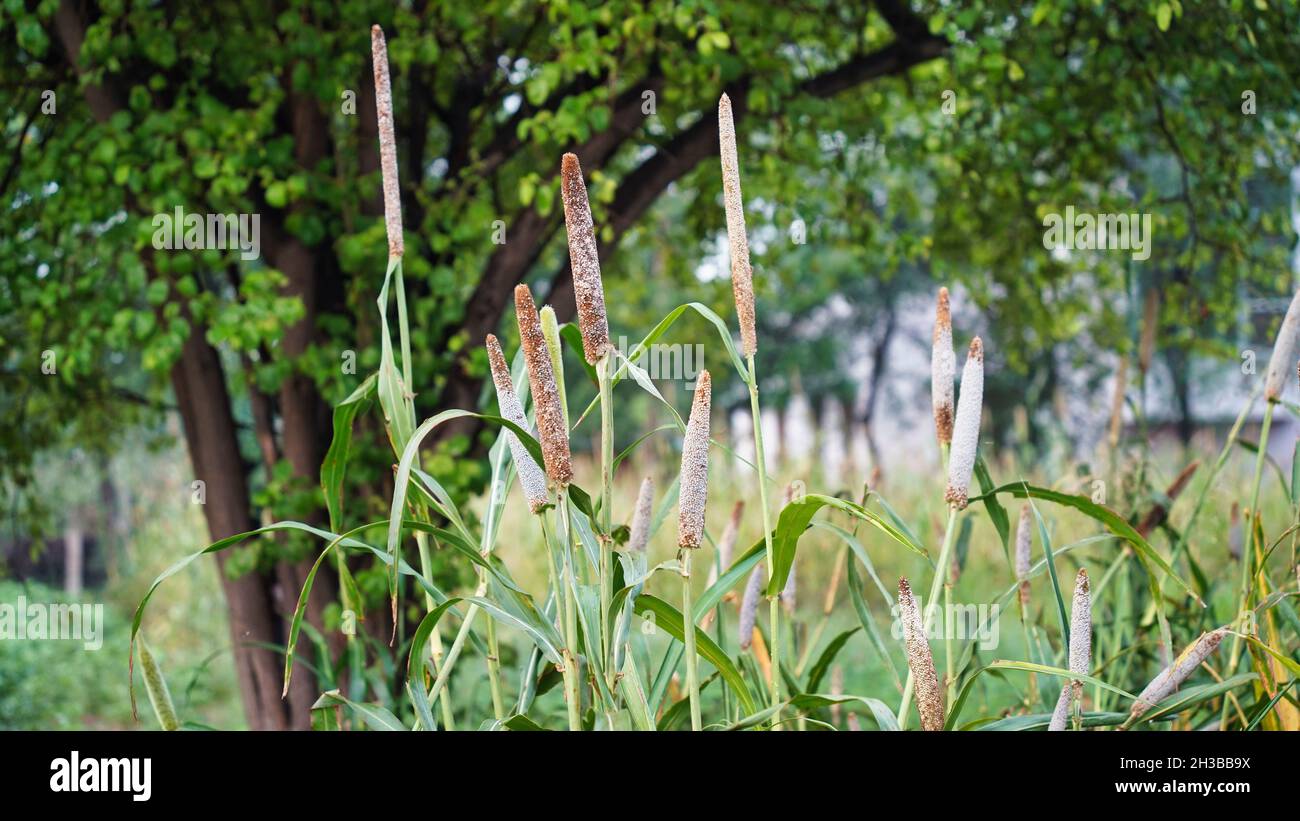 Bourgeons mûrs de l'usine de millet.Belle plante de Pennisetum glaucum ou de millet perlé Banque D'Images